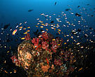 Approximately 25% of commercially important species are reef associated, making them directly linked to food security and job opportunities. Overfishing, destructive fishing practices, pollution and global warming threaten these life sustaining ecosystems.