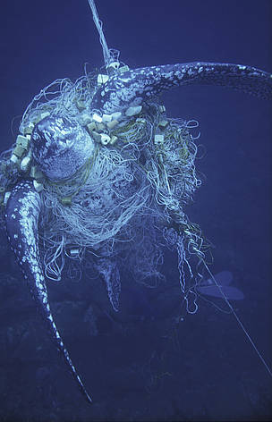 Turtle bycatch / ©: Sam Petersen / ©: Sam Petersen