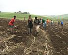 System 1: Planting