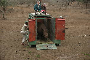  / &copy;: Black Rhino Range Expansion Project