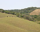 Ongoye Forest