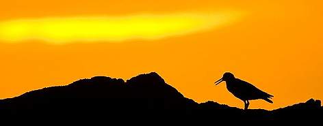 African black oystercatcher / ©: Peter Chadwick / WWF-SA / ©: Peter Chadwick / WWF-SA