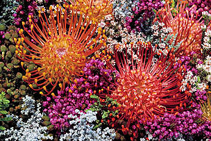 Jewels of the Cape Floral Kingdom
© Almen
© Almen