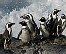 Bird Island MPA