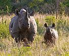 Black Rhino