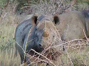  / &copy;: Black Rhino Range Expansion Project