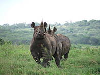 The Black Rhino Range Expansion Project aims to increase overall numbers of black rhino by ... / ©: Chris Kelly / ©: Chris Kelly