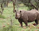 Black Rhino - Kwazulu Natal