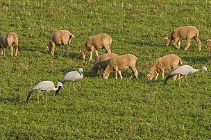  / &copy;: Peter Chadwick/WWF-SA