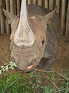  / &copy;: Black Rhino Range Expansion Project