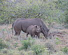 Black Rhinos are critically endangered