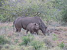  / &copy;: Black Rhino Range Expansion Project