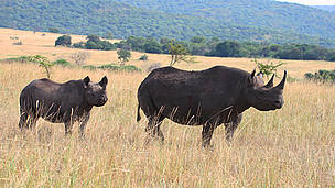 Mother and calf / ©: Pip Mortlock / ©: Pip Mortlock