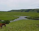 Cattle grazing at Leopard Kloof stewardship site