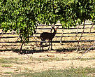 Cloof Vineyards