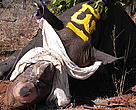 This rhino has been dehorned, ear notched and micro-chipped.