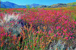 Conserving SA's critical ecosystems / ©: WWFSA / ©: WWFSA