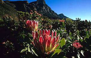 Fynbos on Table Mountain / ©: Martin Harvey WWF/Canon / ©: Martin Harvey WWF/Canon