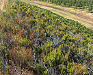 Natural area