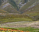 Vines
