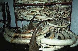  / &copy;: Martin Harvey / WWF-Canon