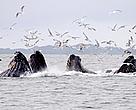 The recent IWC meeting failed to put an end to whaling in the Southern Ocean.