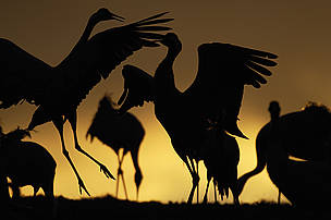  / &copy;: Steffan Widstrand_WWF Canon database