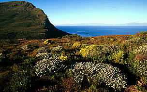 Fynbos / ©: Martin Harvey WWF/Canon / ©: Martin Harvey WWF/Canon