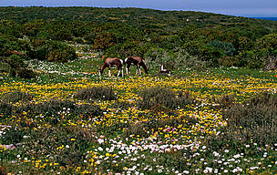 West Coast National Park
© Martin Harvey
© Martin Harvey