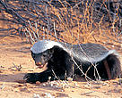 Badger 