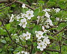 Generic