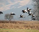 Karkloof Crane