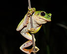 Long toed tree frog