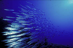 Sustainable Fisheries Programme / ©: WWFSA / ©: WWFSA