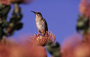 The iconic Cape sugarbird as featured on the Conservation Champion label.
© Martin Harvey
© Martin Harvey