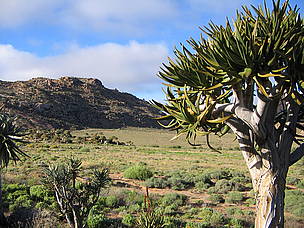 The Succulent Karoo is home to over 6 000 plant species of which 40% endemic
© Therese Brinkcate
© Therese Brinkcate