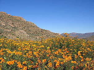 The Trust has purchased over 105 000 hectares of land in order to enhance South Africa’s protected ...
© WWFSA
© WWFSA