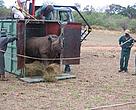Rhino release in Limpopo