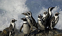 The Table Mountain Fund / &copy;: WWF