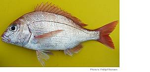 Panga seabream | WWF South Africa