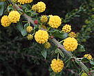 A relative newcomer in the alien plant family, Acacia paradoxa - the Kangaroo Thorn