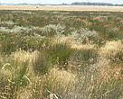 Natural area