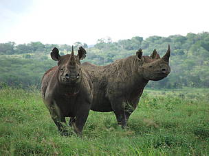 Rhinos at Umfolozi in KwaZulu-Natal / ©: WWF-SA / ©: WWF-SA