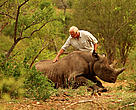 Dr Jacques Flamand of WWF’s Black Rhino Range Expansion Project administers the antidote to wake up a black rhino which has just been released on to a new home after an epic 1500 kilometre journey.