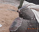 Rhino dehorning is being done to prevent rhino poaching.