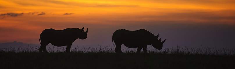 Don't let the sun set on our rhinos.
© Robbie Prehn
© Robbie Prehn