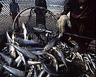 Sardine run 