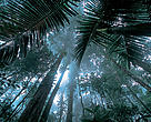 Increased deforestation in Brazil could have devastating consequences for the climate, for people and for nature.