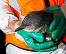 A blue penguin rescued by WWF staff during a 24-hour operation. The bird will be cleaned of contaminating oil and chemicals from the Rena oil spill.