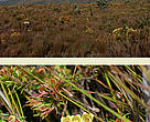 Natural area